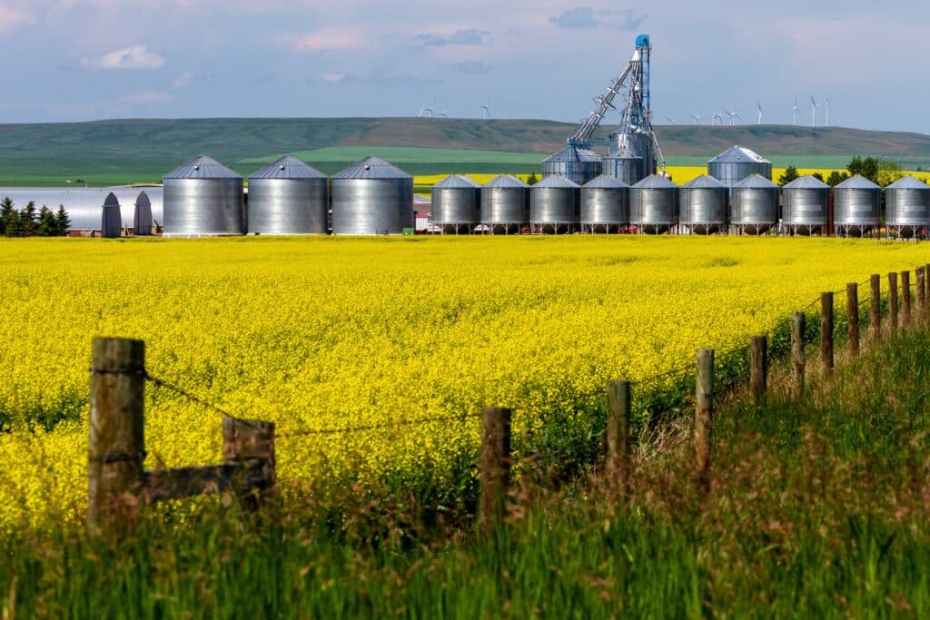 Vast canola field with grain silos in rural Alberta symbolizing agricultural investment opportunities under the AAIP entrepreneur work permit program in 2025